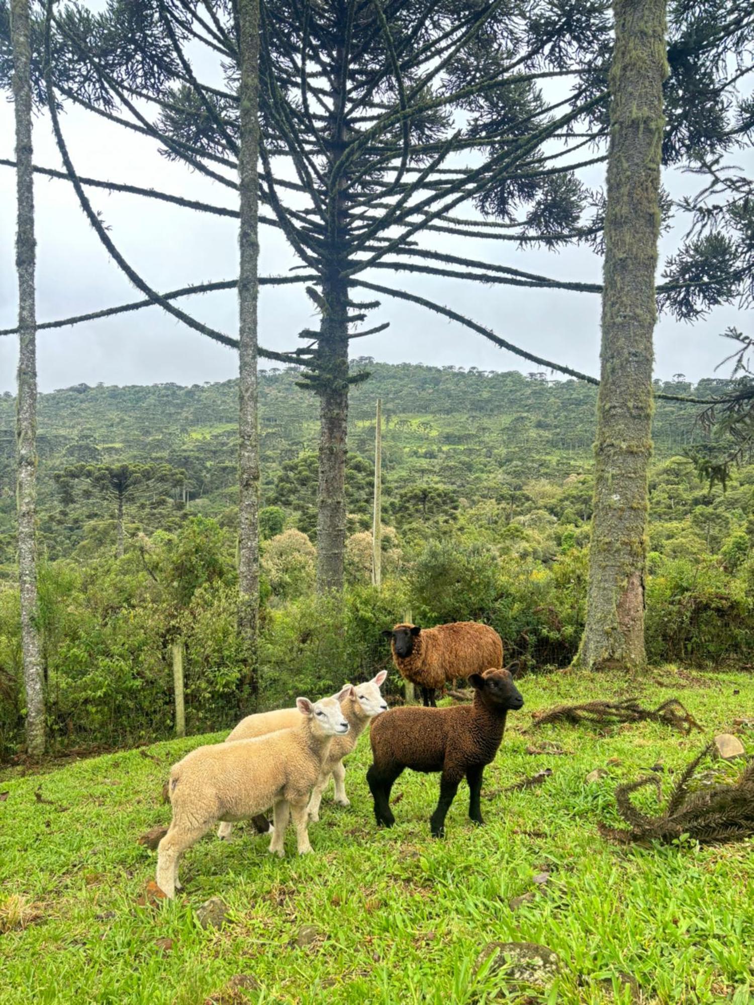 Estalagem Ceu Da Montanha - Morro Da Igreja Urubici别墅 外观 照片